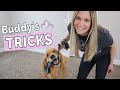 SERVICE DOG TRICKS // Buddy's "regular dog" Tricks + real Service Dog Tasks (& how we trained them)