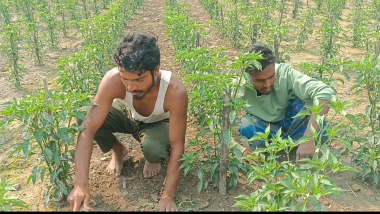  জলকীয়া খেতি। আগতীয়াকৈ খেতি কৰিলে প্ৰতি বিঘাত কমেও 3 লাখ টকা বিকিব।