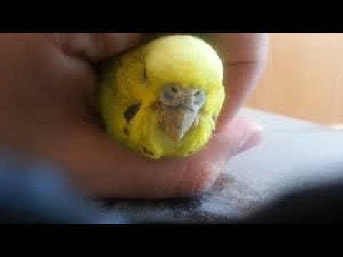 Video: Kuşlarda Maya Enfeksiyonu