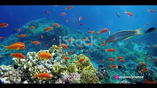 Exploring the Depths: A Thrilling Journey into Marine Life"