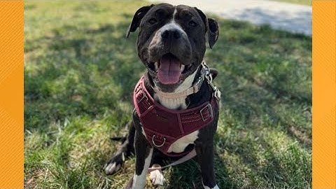 Huisdier op de set | Maak kennis met Ruby