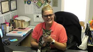 Cat Adoptions at Oconee County Animal Services