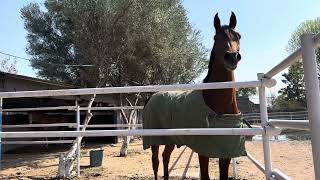 Pareesa                                     #kfstables #arabianhorse #equestrian #horselover #horse