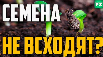 Почему не всходят семена?