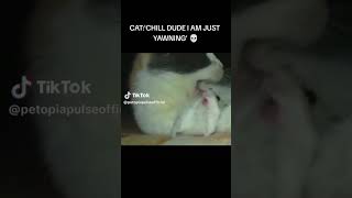 hamster scared to death #pets #mouse #rodents #hamsterbabies #cute #cat