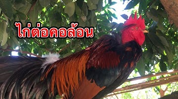 ไก่ต่อคอล้อน | lau qaub qus | qaib dib do caj dab