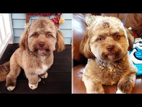 Video: “Selfie!” Deyin. Pooch Selfie Smartphone Ekinin Önüne Çıkın