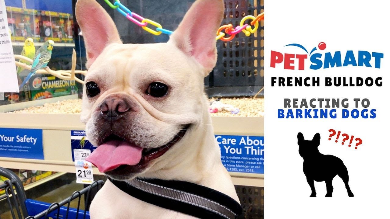 29 HQ Images French Bulldog Barking Videos : French bulldog barking - YouTube