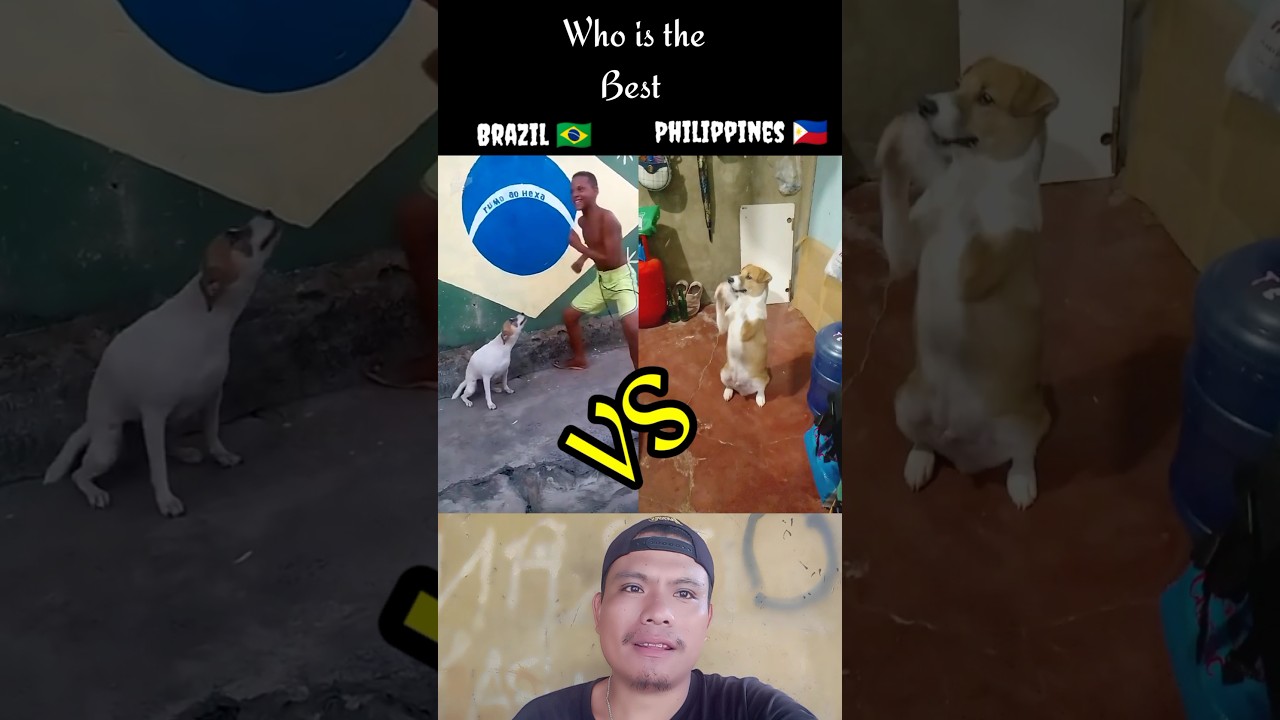 Brazilian dog dance VS Philippines dog dance