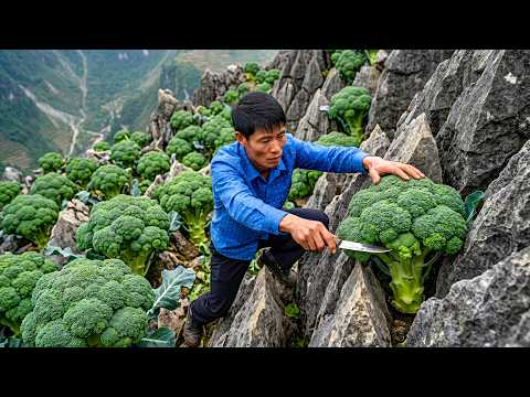 Cosechando 1000 Brócolis en la Montaña y Vendiéndolos en el Mercado | Cuidando Mascotas y Ganado