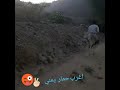 الحمار اليمني