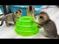 Kittens find out which of them is the most dexterous, until the mother cat calls them