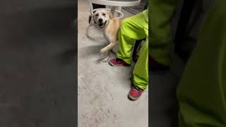 BCSO Bondable Pup Kobalt