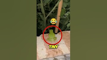 🗣️ The Funniest Sound From the Smallest Frog! 😅