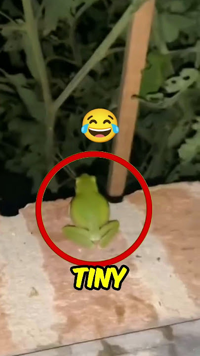 🗣️ The Funniest Sound From the Smallest Frog! 😅