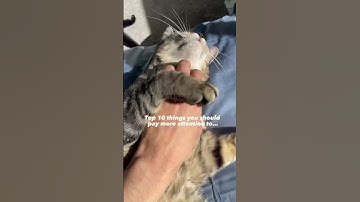 He is our number 1 priority. Agree? #cat #cats #catvideos #kittens #cutecat #funnycats #catlover