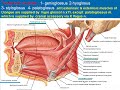 87 Muscles of the tongue