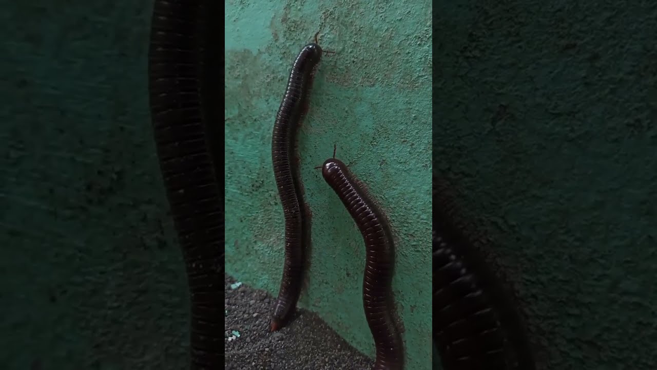 Two Giant Millipedes are Trying to Climb a Wall