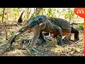 QUANDO O DRAGÃO DE KOMODO MOSTRA SUA FOME