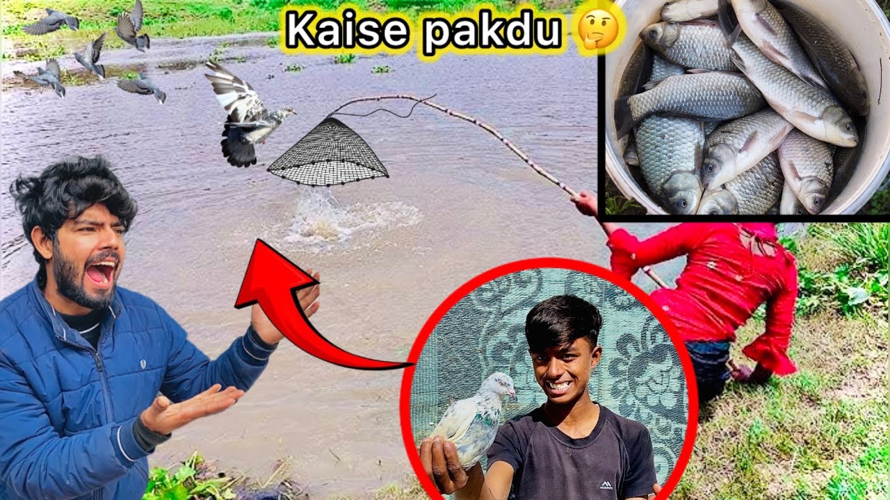 Fish pakdne Gaye lekin Safed kabutar Fass Gya 🤑 || Try to catch Pigeon From River 🏝️