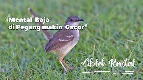Ciblek Mental Baja di Pegang makin Gacor