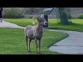 A Day With Bighorn Sheep at Hemenway Park