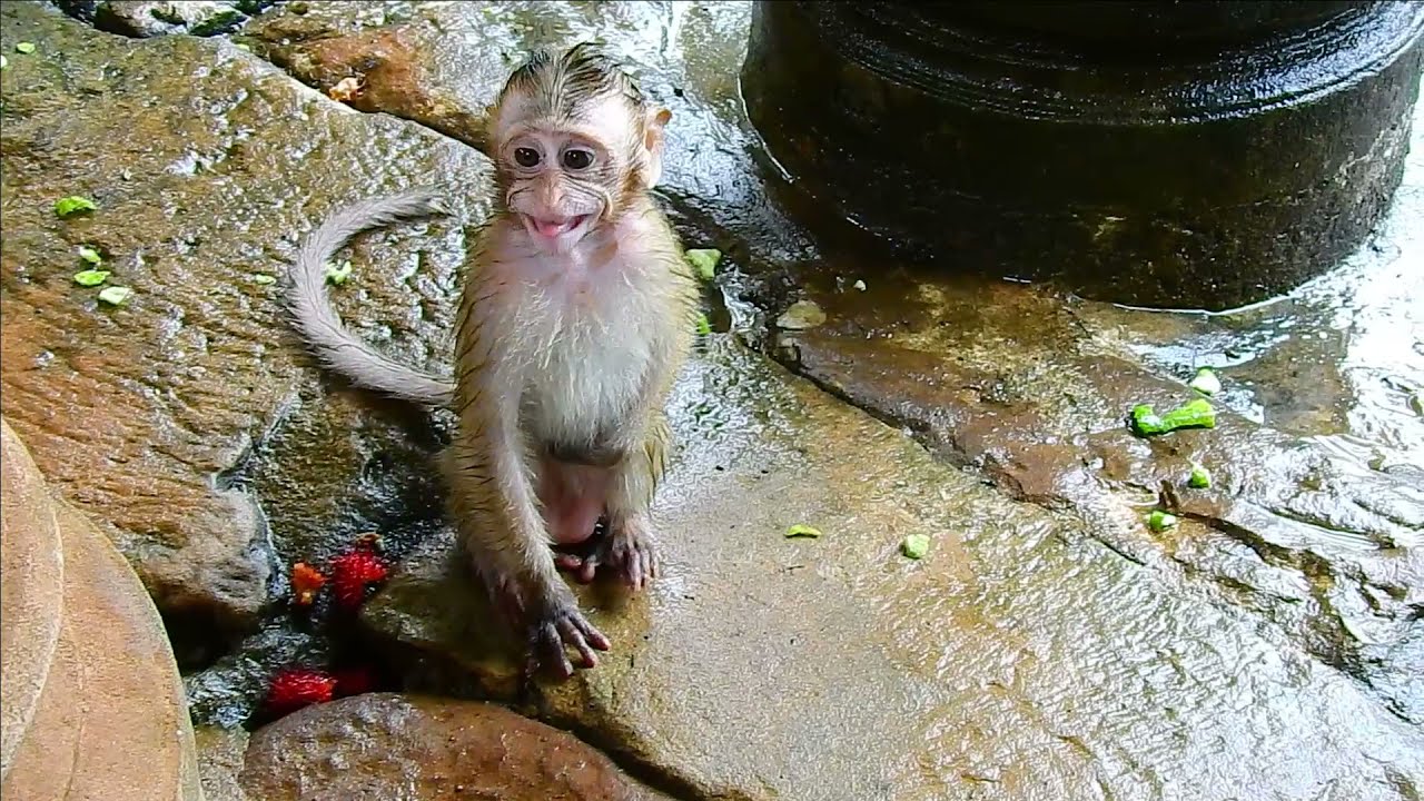 Baby CANDY Got Attack By Sankra On 21-09-21.