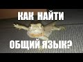 Можно ли найти "общий язык" с агамой?