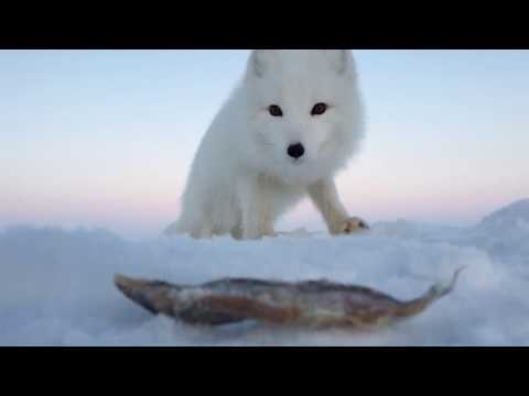 Песец: продолжение! (Песец и его подруга) \\ Fox: continued