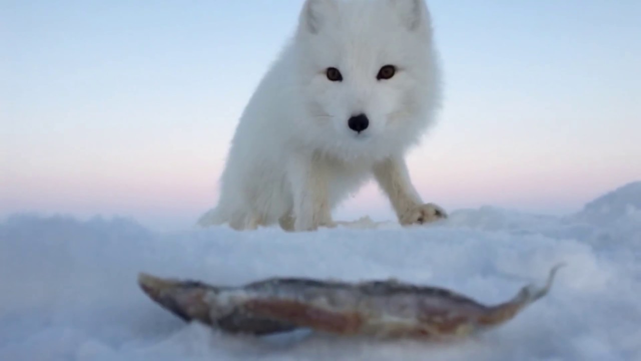 最高の動物画像 トップ100+ロシア 動物 有名