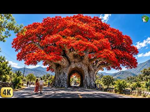 The Biggest Trees on Earth You’ve Never Seen on the Internet | 4K Documentary