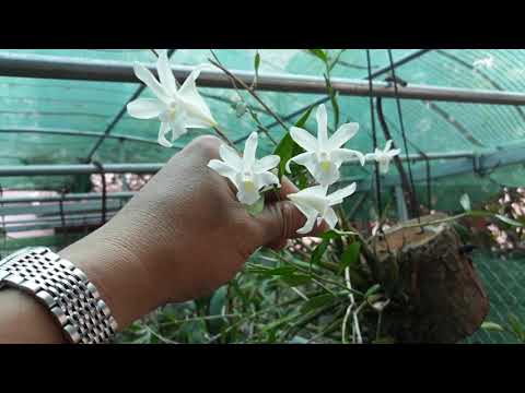 Lan Bạch Câu Dendrobium crumenatum | Foci