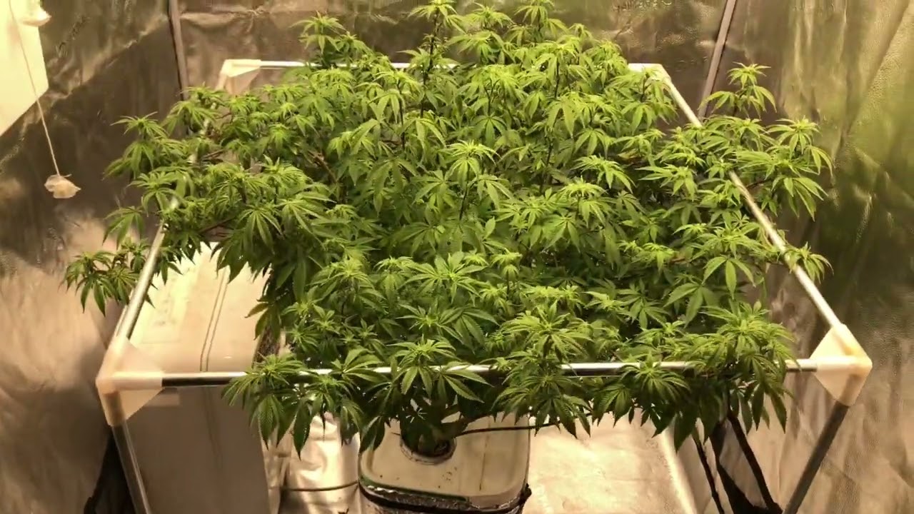 How To Grow A Pound With One Plant (Spider Farmer SE5000 4x4  grow)