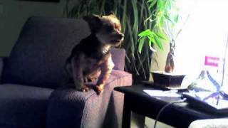 BEWARE of Petco grooming in Vienna VA