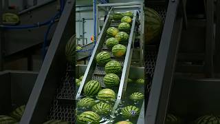 🍉You Won't Believe How Watermelon Turns Into Gummy!😱🧼 #factoryprocess #HowItsMade #watermelon #usa