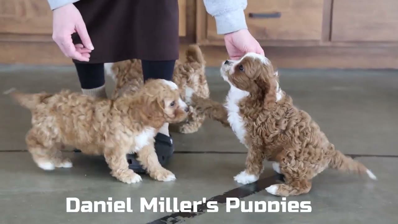 Daniel Miller's Cavapoo Puppies