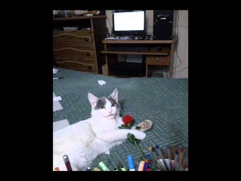 Hasta Pronto Amigo Mío Mi Gato Pansheri