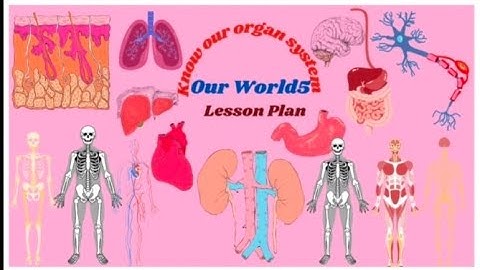 Know Our Organ System ,Our World -5 ,Semester1 LessonPlan |AP New Syllabus|5thClass ,EVS,SCERT Model