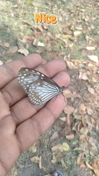 ||✔️☑️I help the standed Butterfly 🦋 ✅ ( Tôi gîup çõñ cã mâc vê ñhâ) #projapati #animal #funny