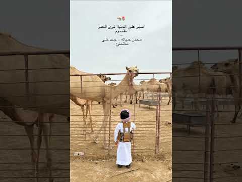 اصبر على الدنيا ترى العمر مقسوم اجمل حالات واتس اب اصبر على الدنيا ترى العمر مقسوم اجمل حالات واتس اب