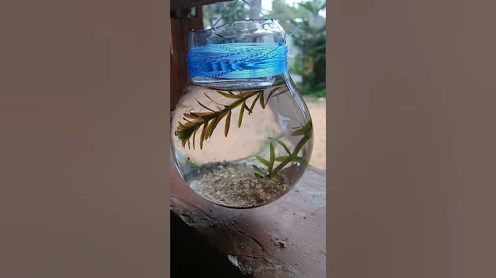 my little friends