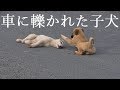 車に轢かれた子犬・・・その傍を一切離れないもう一匹の子犬の優しさ・・・・