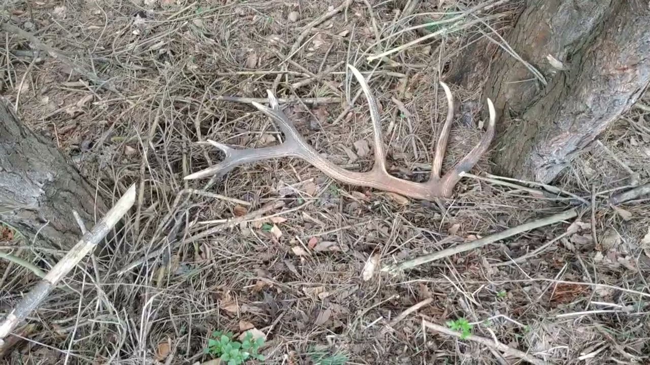 stary film rok 2024 , para jelenia , zrzuty, zhody ,poroże, czytaj opis