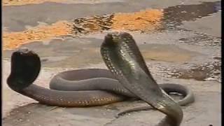 MIRANDA FRANCESCO/Marocco 2000