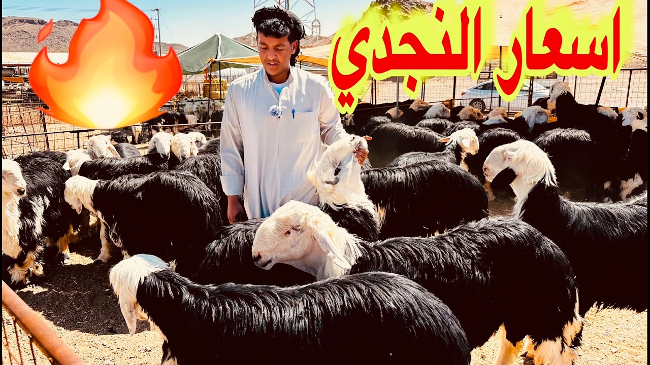 اسعار الأضاحي ارتفاع باسعار النجدي والسواكني و البربري ب600ريال فقط المدينة المنورة