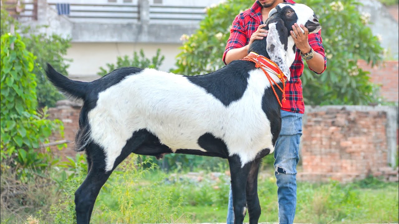 EXTREME QUALITY PUNJABI 46,47 INCH HEIGHT SELF FEEDING GOAT BAKRAEID 2022 COLLECTION 😍 (SOLD OUT)