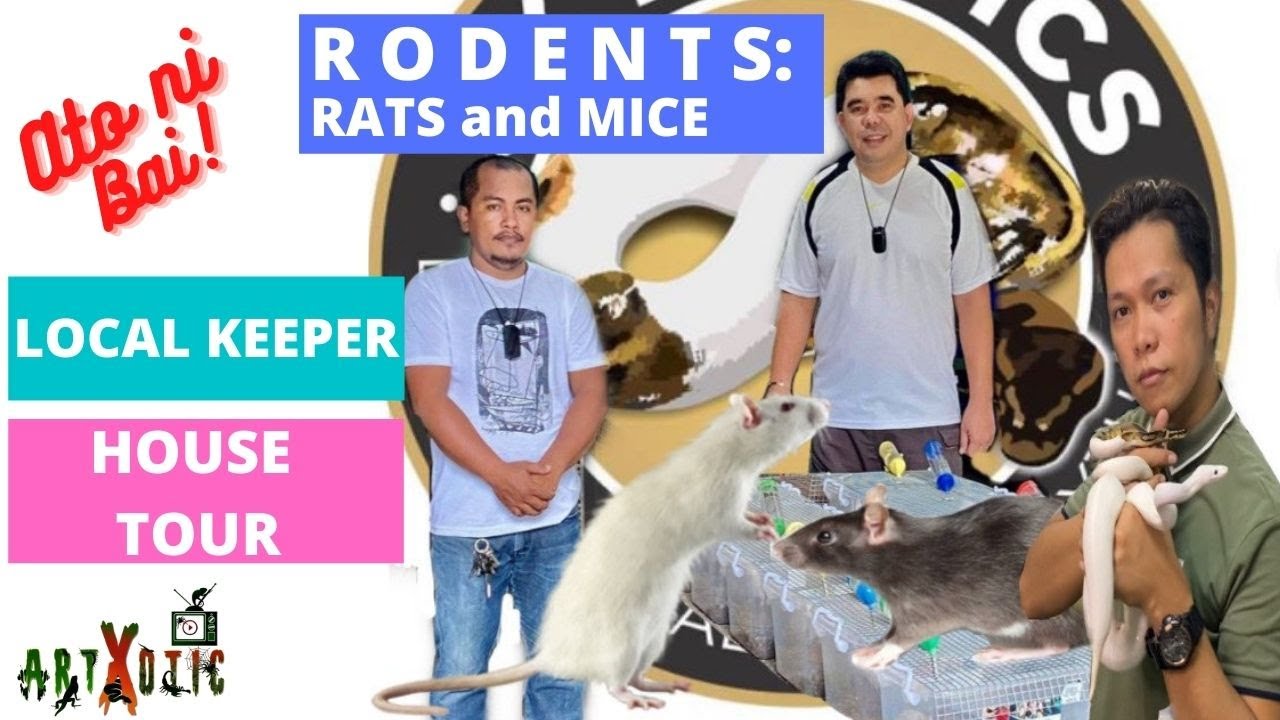 RODENTS HOW TO RAISE RATS and MICE YouTube