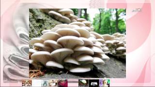 في الضحى - الحلقة 01 - الموسم الخامس - الاحد 4/10/2015 في الضحى - الحلقة 01 - الموسم الخامس - الاحد 4/10/2015