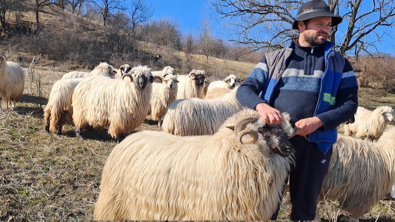 Ionuț Mărgăraș duce tradiția oieritului de multe generații.Mulge singur peste 300 de oi 