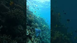 Free dive pulau menjangan